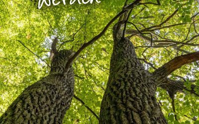 Hoffnungsstark werden – ein gemeinsamer spiritueller Weg durch die Passionszeit